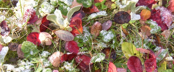 Bltter im Herbst