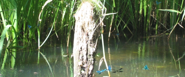 Blaue Libellen